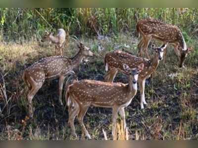 ಬಿಸಿಲ ಬೇಗೆಗೆ ವನ್ಯಜೀವಿಗಳು ತತ್ತರ