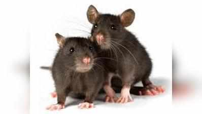 एमसीडी ने कहा, हमारे पास चूहों को रखने का कोई इंतजाम नहीं है