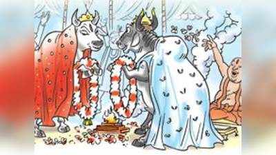 गोरक्षा: होली पर सांड अर्जुन से होगी गाय पूनम की शादी, हजारों होंगे शामिल