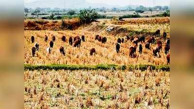 ಆಹಾರಕ್ಕಾಗಿ ಕುರಿಗಳ ಹೆಣಗಾಟ