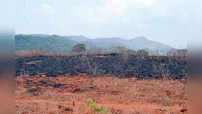 ಹಣ್ಣಿನ ತೋಟಕ್ಕೆ ಕಿಡಿಗೇಡಿಗಳಿಂದ ಬೆಂಕಿ