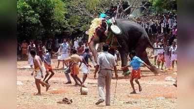 മലപ്പുറത്ത് ഇടഞ്ഞ ആന പാപ്പാനെ കുത്തിക്കൊന്നു