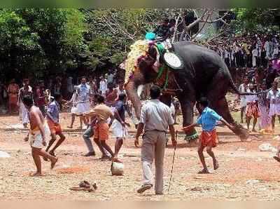 മലപ്പുറത്ത് ഇടഞ്ഞ ആന പാപ്പാനെ കുത്തിക്കൊന്നു