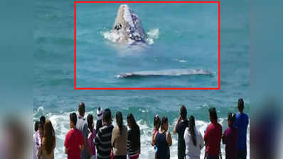 Watch: Gray whale puts on show at Southern California beach 