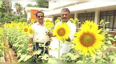 നഗരത്തിന് പൊന്‍കണിയായി ജിസിഡിഎയിലെ സൂര്യകാന്തിപൂക്കള്‍