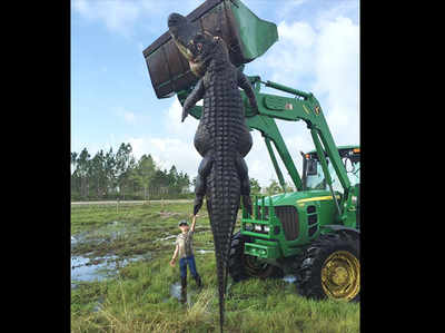 अमेरिका में 15 फुट लंबे भयंकर मगरमच्छ का शिकार