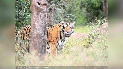 पीएम मोदी ने बाघों के संरक्षण के लिए अंतरराष्ट्रीय सहयोग का आह्वान किया