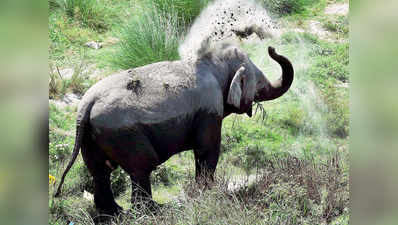 हाथी ने किशोर को कुचल कर मारा, दोस्त गंभीर रूप से जख्मी