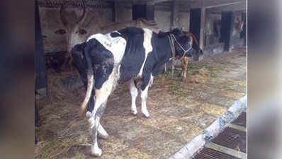 गायों की रक्षा करनी है तो गोमूत्र, गोबर का इस्तेमाल बढ़ाएं