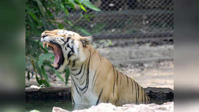 मध्य प्रदेश में तीन दिनों में तीन बाघों की मौत