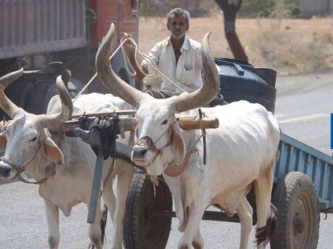 गुजरात के सौराष्ट्र में सूखे का भयानक चेहरा