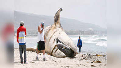 Dead whale draws spectators on California beach 