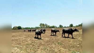 ಕೆರೆಕುಂಟೆಗಳು ಖಾಲಿ ಖಾಲಿ..ಬತ್ತಿದ ಜೀವಸೆಲೆ