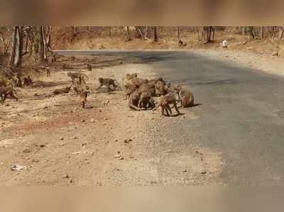 ಮಂಗಗಳಿಗೆ ಬಾಳೆಹಣ್ಣು, ಬ್ರೆಡ್‌, ಟೊಮ್ಯಾಟೊ!