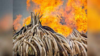 केन्या ने जलाए 664 करोड़ रुपये के हाथी दांत, शिकारियों को दिया सख्त संदेश