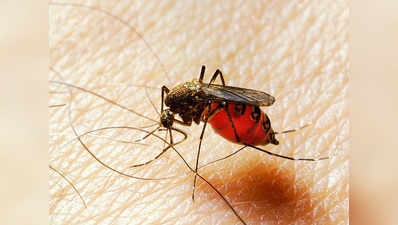 डेंगू: स्कूल-कॉलेजों में मच्छरों की ब्रीडिंग रोकने पर खास फोकस