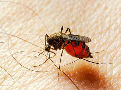 डेंगू: स्कूल-कॉलेजों में मच्छरों की ब्रीडिंग रोकने पर खास फोकस
