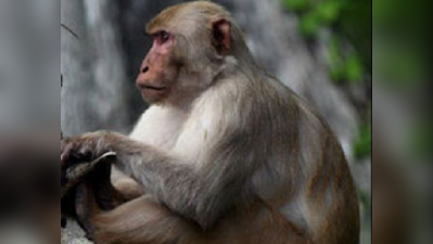 बंदर ने चुराया मोबाइल, महिला शिकायत लेकर पहुंची थाने