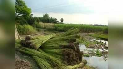 প্রখর রৌদ্রে শঙ্কায় পাটচাষিরা