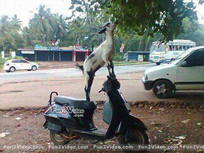 लंबाई नहीं तो क्या, दिमाग तो है! ;)