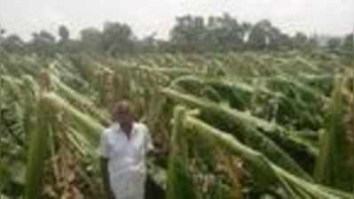 ಮಳೆಗೆ ಬಾಳೆ ನಾಶ: ಅಧಿಕಾರಿಗಳ ವರ್ತನೆಗೆ ಬೇಸರ