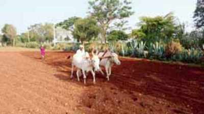 ಇಳೆ ತಣಿಸಿದ ಭರಣಿ ಮಳೆ: ಜನತೆ ನಿಟ್ಟುಸಿರು