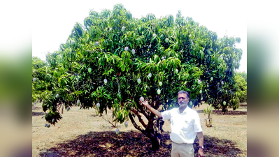 ನೈಸರ್ಗಿಕ ಮಾವು