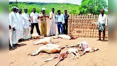 ತೋಳಗಳ ದಾಳಿಗೆ 10 ಕುರಿಗಳು ಬಲಿ