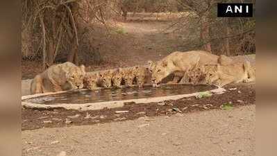 கிர் தேசிய பூங்காவில் கூடி வந்து தண்ணீர் அருந்தும் சிங்கங்கள்!!