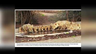 एक घाट पर पानी पीते 9 शेर, वायरल हुई तस्वीर