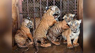 पिलिकुला पार्कः बिजनसमैन ने बाघ के बच्चों को गोद लेकर नाम रखे अमर, अकबर, ऐंथनी