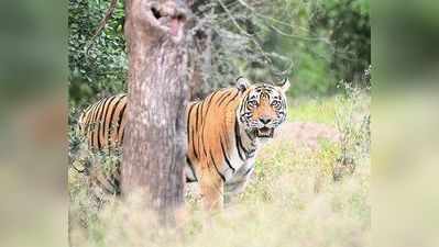 रणथंभौर नैशनल पार्क में 16 नए बाघों का नामकरण