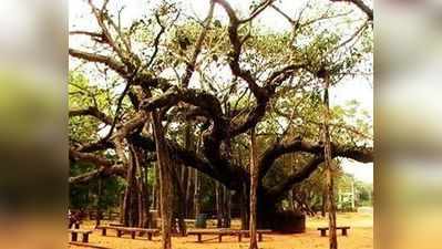 अहमदाबाद में फैली हैं हजारों पुराने पेड़ों की जड़ें