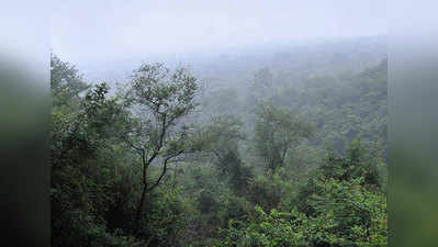 यूपी में दो वर्ष में बढ़ा 572 वर्ग किलोमीटर वन क्षेत्र