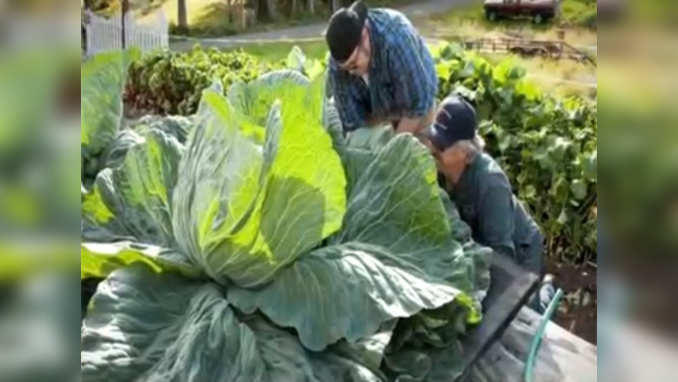 अलास्का में हैं 140 पौंड की ये विशालकाय सब्जियां