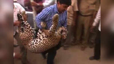 Rajasthan: Forest officials rescue panther 