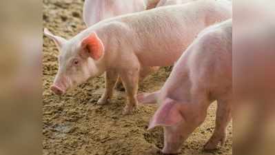 वैज्ञानिक कर रहे हैं प्रयोग, सुअर के गर्भ में पलेगा इंसान का अंग