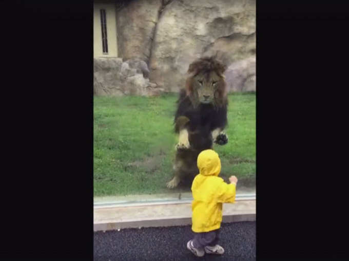 बच्चे को देखकर शेर ने लगा दी छलांग!