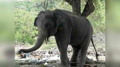 करंट लगने से एक हाथी की मौत