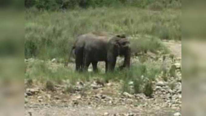 Jim Corbett National Park arranges water for its animals during dry spell 