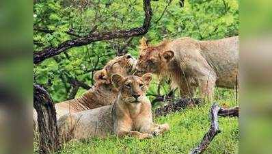 गुजरात के शेरों को नहीं संभाल पा रहे अखिलेश, एटा में अब तक 4 शेर और 5 शावकों की मौत