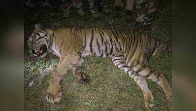 पन्ना टाइगर रिजर्व में एक बाघिन की मौत