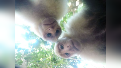विडियो: बंदरों के हाथ लगा कैमरा, लेने लगे धड़ाधड़ सेल्फी!
