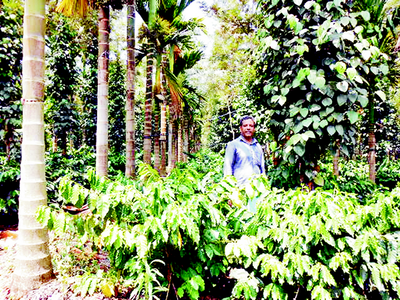 ಬದುಕು ಹಸನಾಗಿಸಿದ ಹೊಸ ತೋಟ