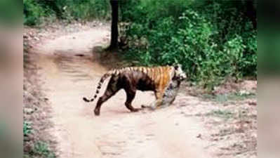 सरिस्का: बाघिन-तेंदुए की लड़ाई में बाघिन जीती, मर गया तेंदुआ
