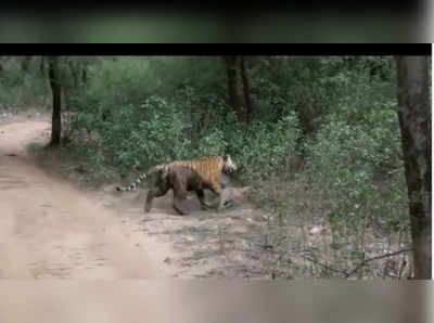 ಚಿರತೆ ಜತೆ ಕಾದಾಟದಲ್ಲಿ ಗೆದ್ದ ಹೆಣ್ಣು ಹುಲಿ