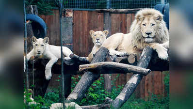 गुजरात: 18 शेरों पर हत्या का केस, दोषी को उम्र भर चिड़ियाघर में रहना होगा!