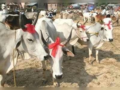 এবার পৃথক গোকল্যাণ মন্ত্রকের দাবিতে সোচ্চার VHP-র শাখা