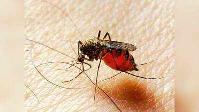 मलेरिया से लड़ने के लिए पैदा किए जाएंगे जीएम मच्छर