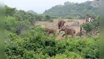 கோவை: ஒற்றை யானை மகராஜ் மரணம்